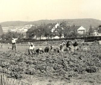 Kartoffelernte bei den Knipps.